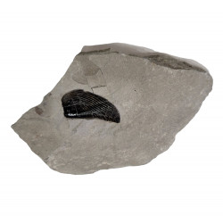 aptychus sp.