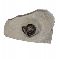 protetragonites quadrisulcatum