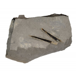 bochianites neocomiensis