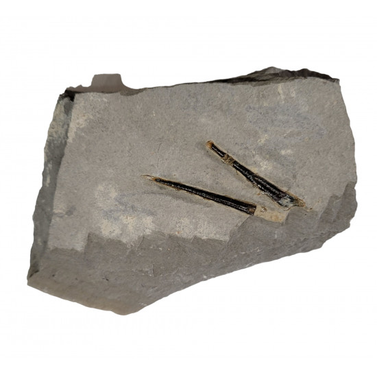 bochianites neocomiensis