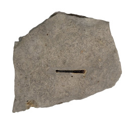 bochianites neocomiensis