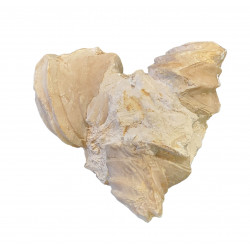 Burmyrhinchia decorata