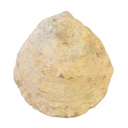 ostrea edulis
