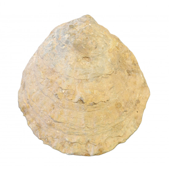 ostrea edulis