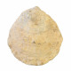 ostrea edulis