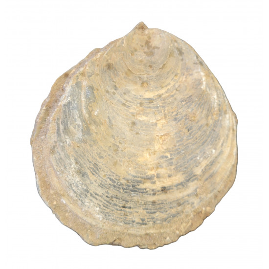 ostrea edulis