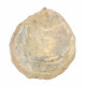 ostrea edulis