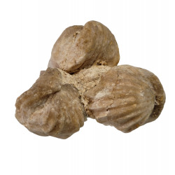 Burmyrhinchia decorata