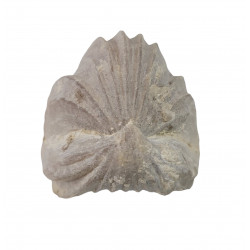Burmyrhinchia decorata