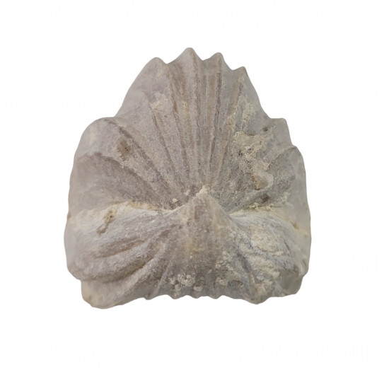 Burmyrhinchia decorata