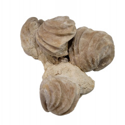 Burmyrhinchia decorata