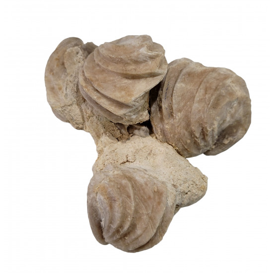 Burmyrhinchia decorata
