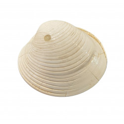 callista italica