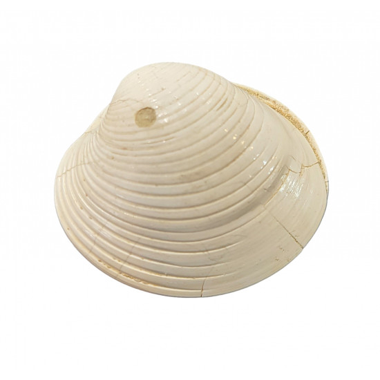 callista italica