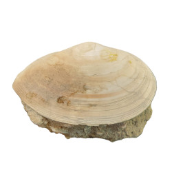 tellina compressa