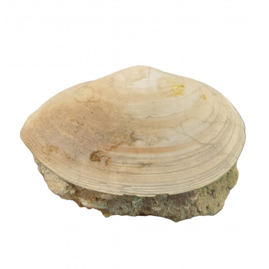 tellina compressa