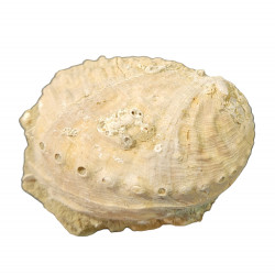 Haliotis tuberculata lamellosa