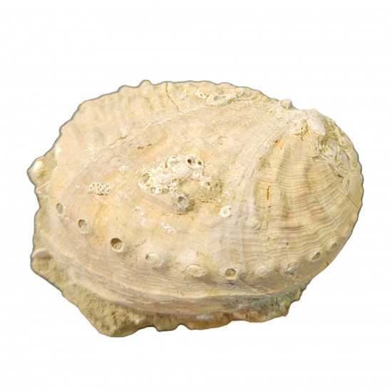 Haliotis tuberculata lamellosa