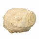 Haliotis tuberculata lamellosa
