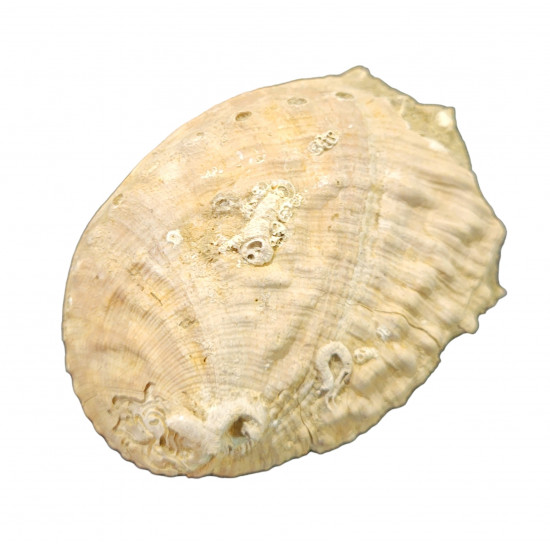Haliotis tuberculata lamellosa