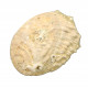 Haliotis tuberculata lamellosa