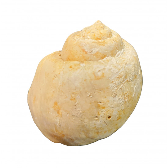 Sigatica hantonensis