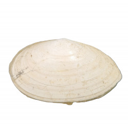 tellina compressa