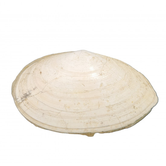 tellina compressa