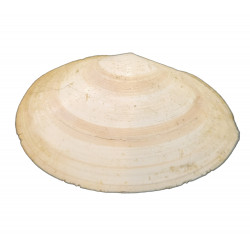 tellina compressa