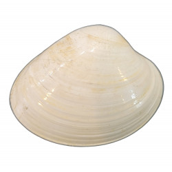 venus brocchii