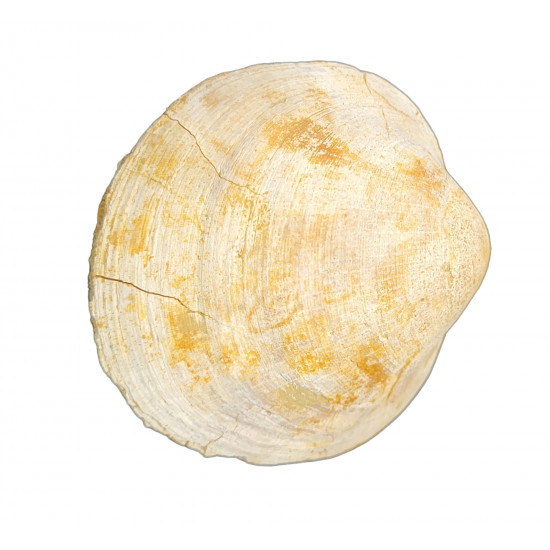 glycymeris glycymeris