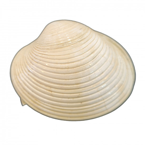 callista italica