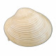 callista italica