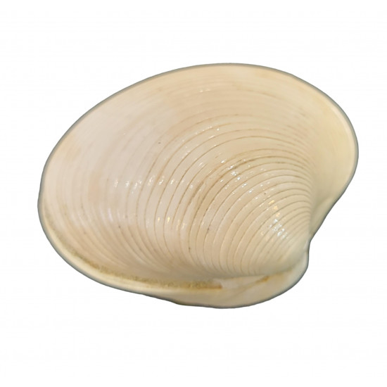 venus brocchii