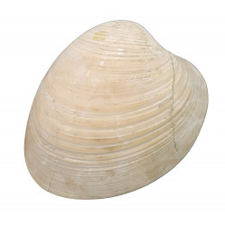 callista italica