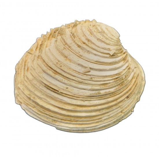 venus multilamella