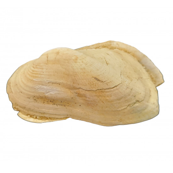 barbatia mytiloides