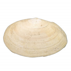 tellina compressa