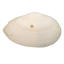 tellina compressa