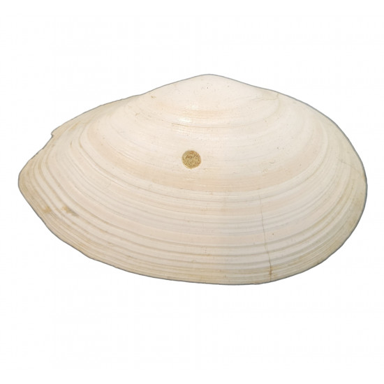 tellina compressa