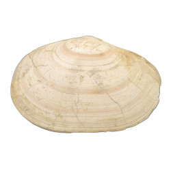 tellina compressa
