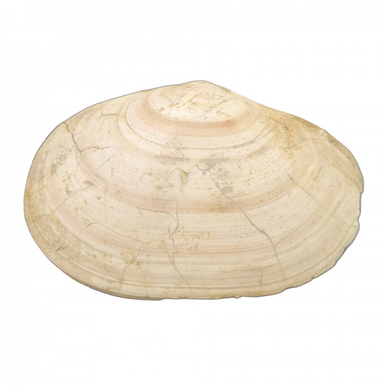 tellina compressa