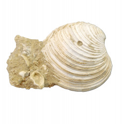 venus multilamella