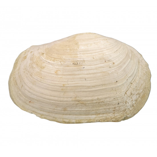 panopea vaudini 