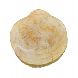 glycymeris glycymeris