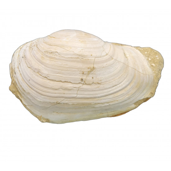 panopea vaudini