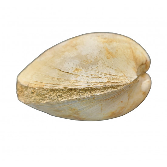glycymeris glycymeris