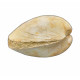 glycymeris glycymeris