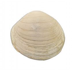 anodontia fragilis