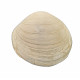 anodontia fragilis
